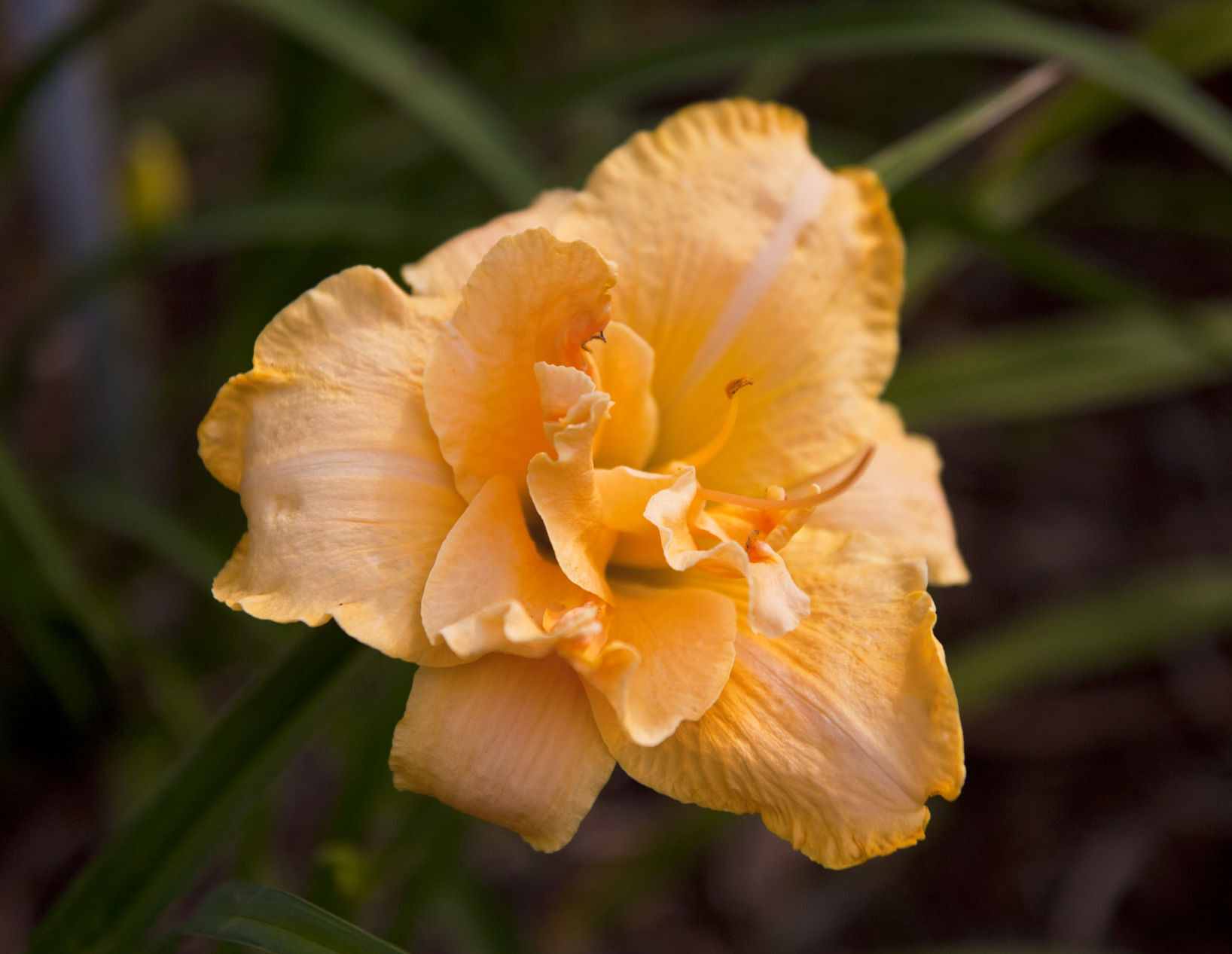 Davis Boxwood & Daylily Nursery